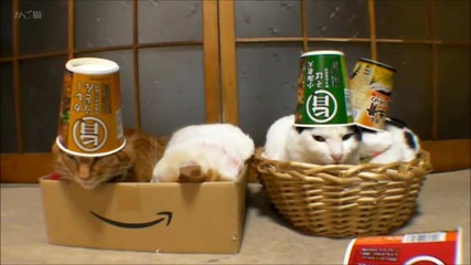 4 Котки,4 Чашки