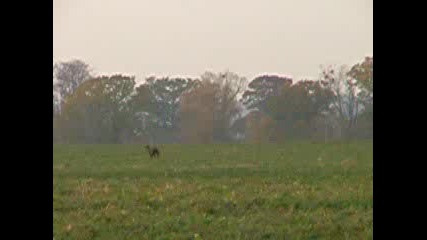 Германси Курцхаар