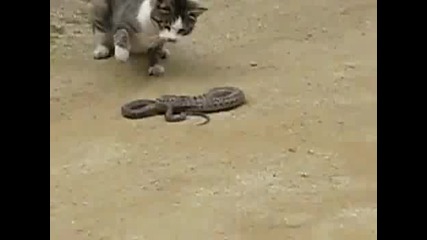 Котка vs Змия 