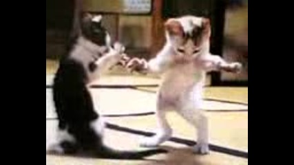 коте танцува