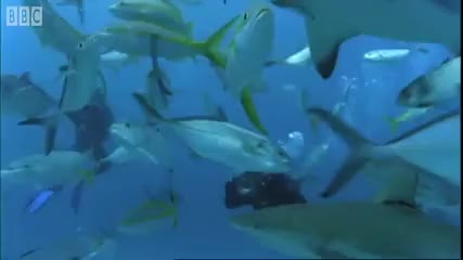 Shark Rodeo - Smart Sharks - Bbc Earth 