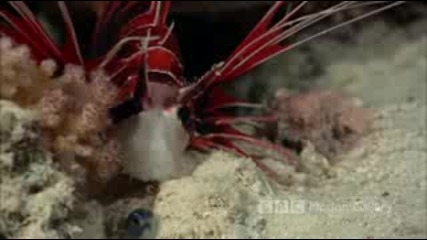 bbc Живот във синьо / Life in blue