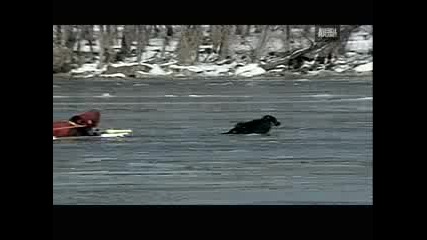 Weird True & Freaky - Dramatic Dog Rescue