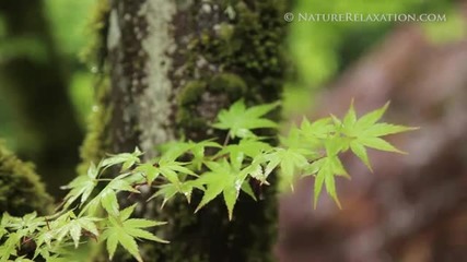 Nature Relaxation - Zen Garden - Peaceful Meditation - Just Sounds Hd