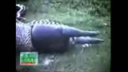 Огромна Змия - изплюва хипопотам