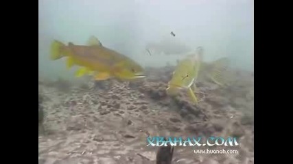 Щука