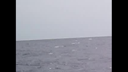 Делфини В Несебър