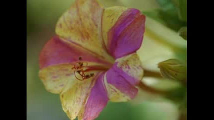 Flover 40 Clock 