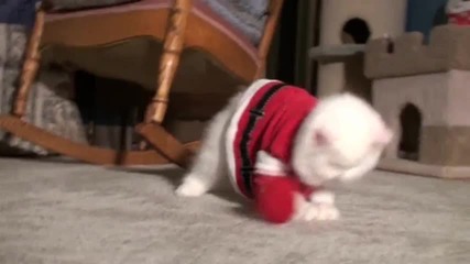 Котка Коледа 