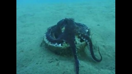 октопод от Атлантическия океан 