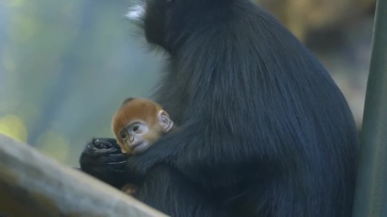 Червеноглава маймунка от зоопарка Сан Диего