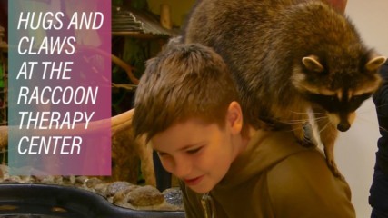 Raccoon therapy is helping kids in Russia