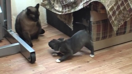 Куче среща котка за първи път