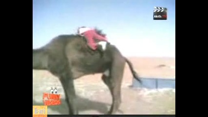 Как се качва на камила - Смях 