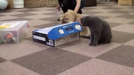 Опаковане на котка