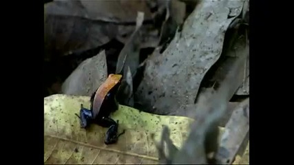 Wild Chronicles Madagascar Poison Frogs 