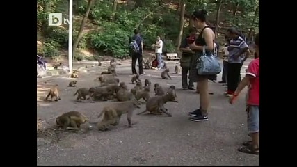 Атаката на маймуните