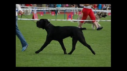 Cane Corso Mnogo Zdravo Kuche.flv