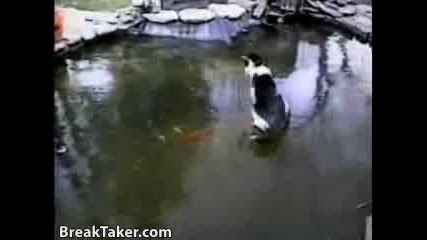 Cat On Ice