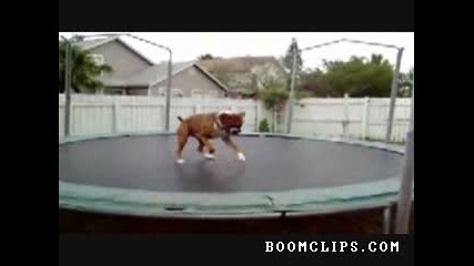 Смешно Куче скача на Батут