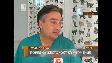 Изверги отрязоха четирите лапи на новородено кученце, то почина от раните си