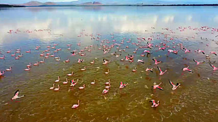 Кения еп.8_Езеро Елементайта, лоджа Сънбърд, фламинго (Без багаж еп.236).