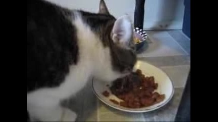 Angry cat saying yummy