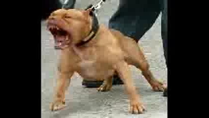tigar