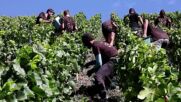 Горещото и сухо лято във Франция доведе до по-ранното събиране на гроздето за шампанско (ВИДЕО)