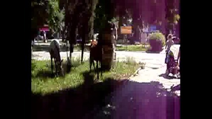 Цигански Коне !