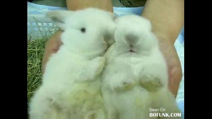 Много сладки зайчета 