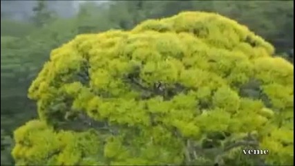 Un Mundo Hermoso - Sacral Nivarna