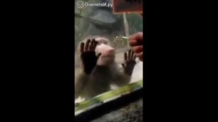 Маймуна се ядосва че я бъзикат