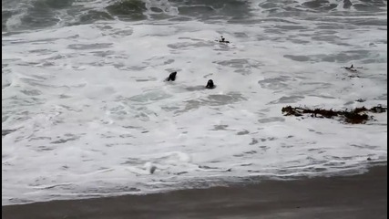 Надбягване на морски лъвове