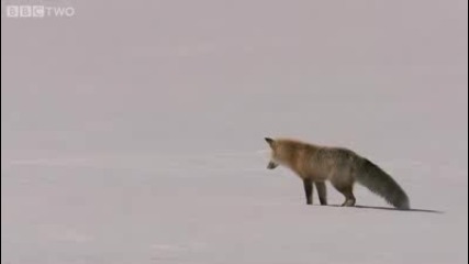 Fox Snow Dive - Yellowstone - Bbc Two