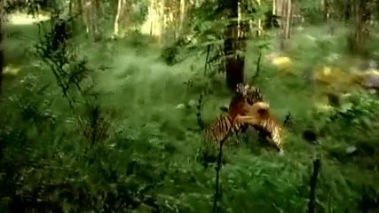 Oliver Schories - Wildfang (official)