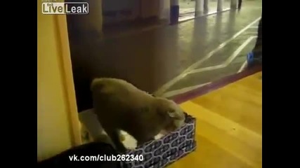 Смях! Котка - Създание на дявола