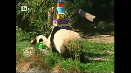 Първият рожден ден на една гигантска панда