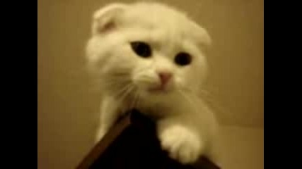 Sweet Kitty