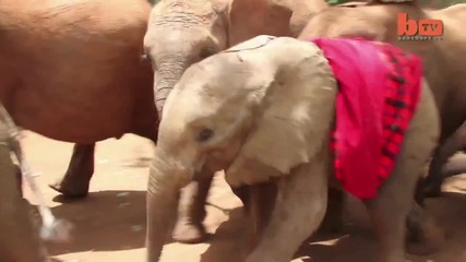 Бебе слонче отказва да пусне мъртвата си майка