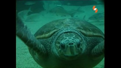 Енциклопедия на животните - морска костенурка