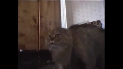 Смешна говореща котка