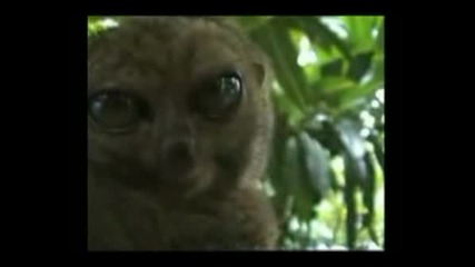 Dramatic Lemur - Remix