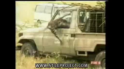 Не Дразнете Леопард!