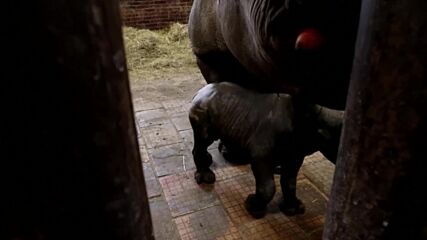 За трети път за година: В чешки зоопарк се роди бебе от застрашен вид