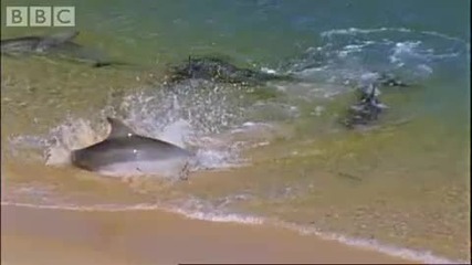 Аквапланинг Делфините - Bbc Planet Earth 
