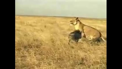 Смел или глупав 