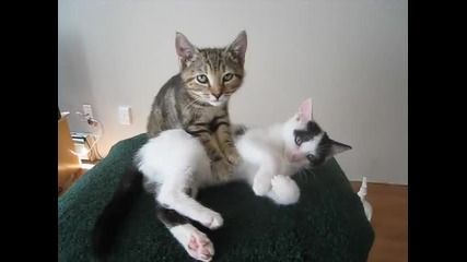 Котешки масаж !