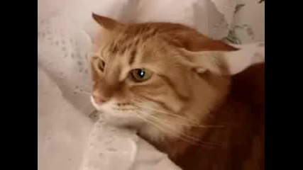 The Cat.