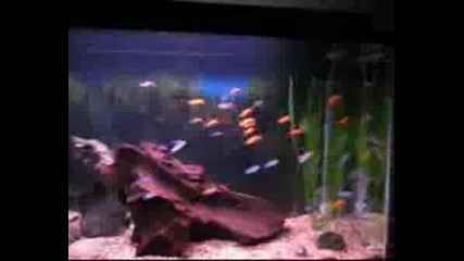 Dads Cichlids Quotamapolaquot By Los Indio